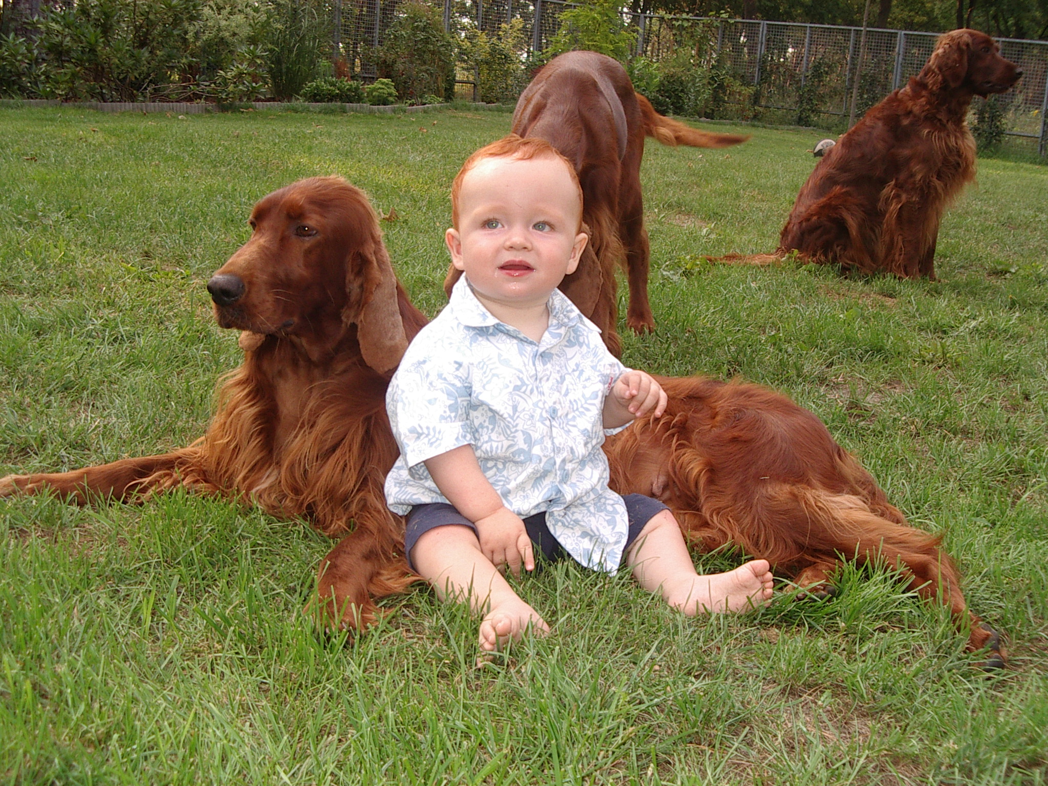 Kinder verstehen sich gut mit Hunden!